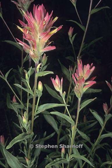 castilleja miniata ssp miniata 2 graphic